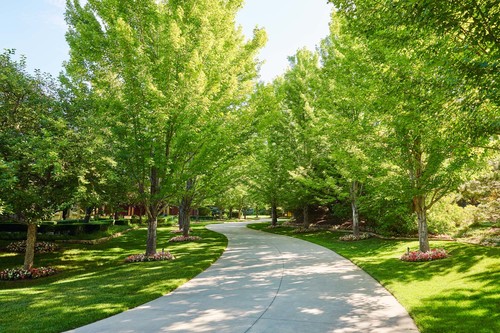 Tip of the week: Trees might need some TLC