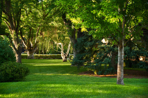 Lawn Stress: What is it and how to treat it