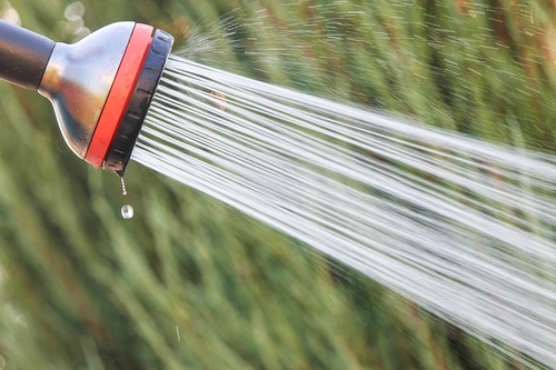 Tip of the Week: When you should water your plants in the fall and winter