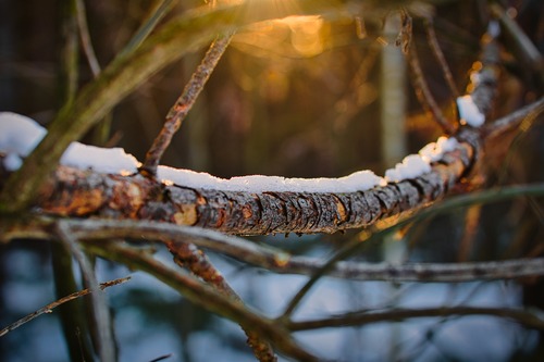 3 ways to bring home texture, color and movement to your yard during the winter