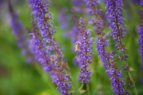 Plant Varieties That Are Pollinator-Friendly