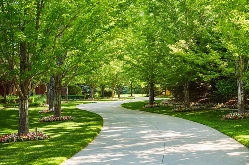 Spring Tree Planting: Plant a Tree for Arbor Day
