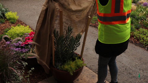 3 quick tips to prepare for Denver's frost this week