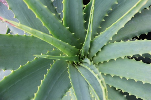 Tip of the week: 3 reasons why you should show your houseplants your appreciation. 